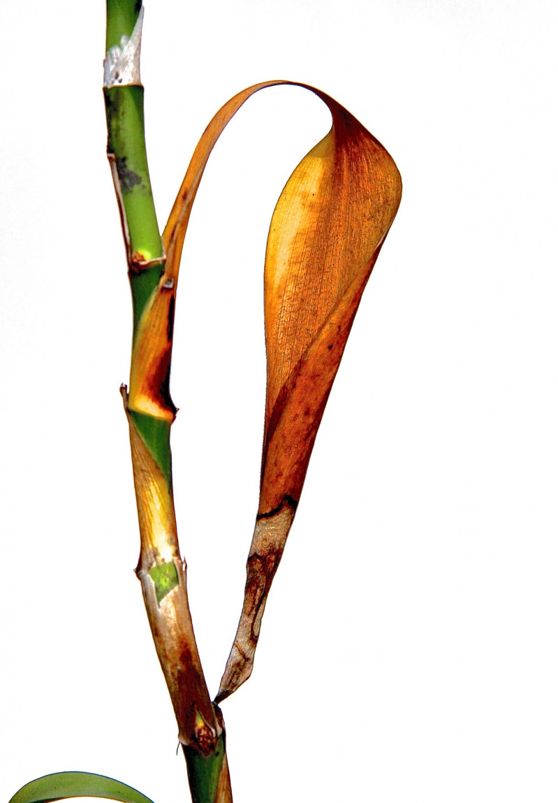 PIANTE