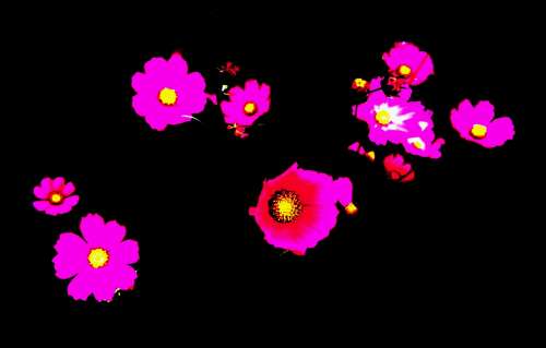 fiori