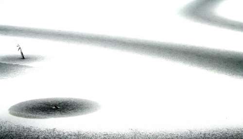 Bessa (foto del Cav.INNOCENTI G.)