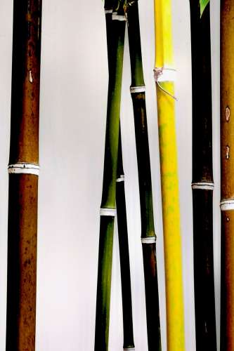 bamboo 2(Jianshui)