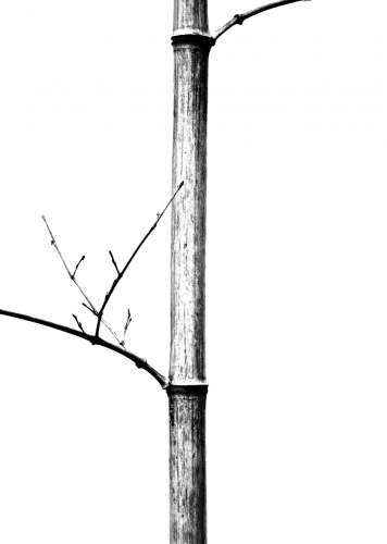 bamboo 1 (Jianshui)