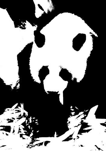 il panda