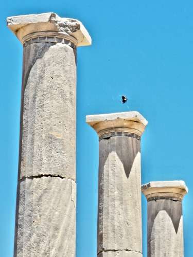 colonne e ragno (Delos)